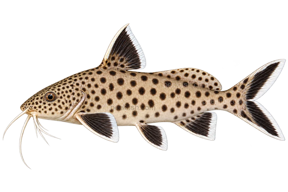 Dwarf Lake Synodontis (Synodontis petricola), AI side-view illustration, sex unspecified, adult natural form, left-facing