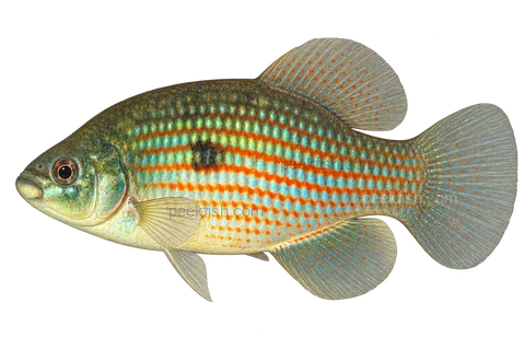 Jordanella floridae, adult male left-facing AI illustration; Normal-bodied adult male; not balloon form