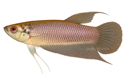 AI illustration of Betta renata, complete left-facing side view