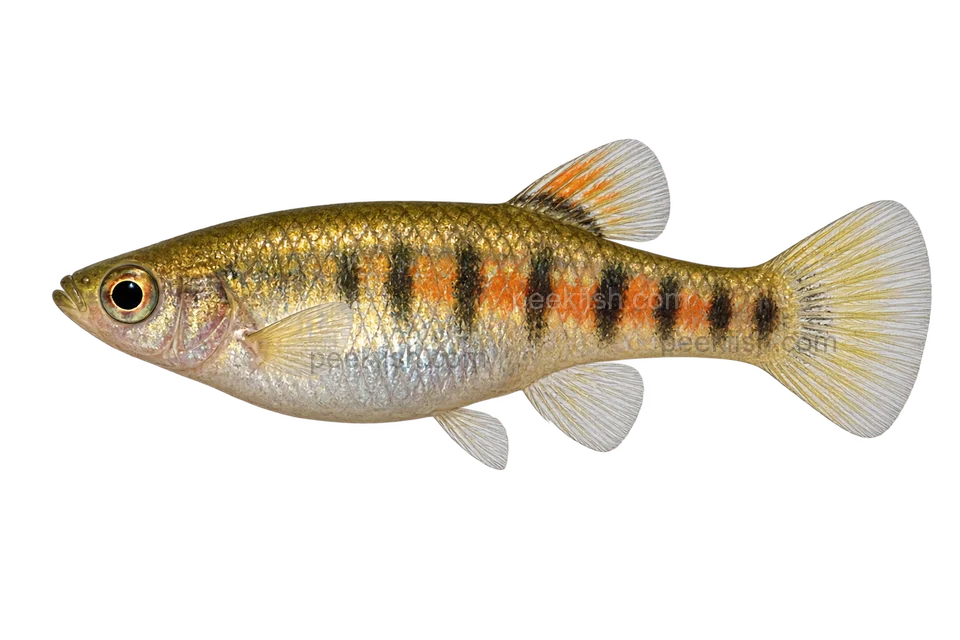 Tiger teddy — natural-type adult female; AI-generated illustration
