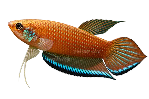 AI illustration of Betta enisae, complete left-facing side view