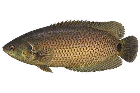 AI illustration of Ctenopoma kingsleyae, complete left-facing side view