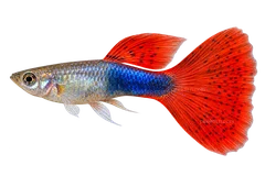 Guppy — domestic red delta-tail; not wild-type or all-sex representative; AI-generated side-view illustration