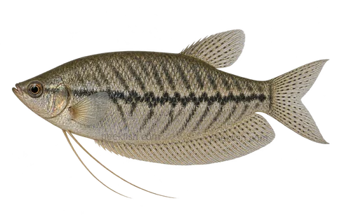 Snakeskin gourami — Natural-coloured adult, sex unspecified; AI-generated side-view illustration