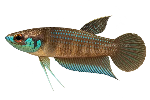 AI illustration of Betta kuehnei, complete left-facing side view