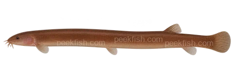 Pangio oblonga; natural-colour representative adult-form intent, sex unspecified, left-facing lateral AI illustration, not a photograph; no specimen, exact-stage or expert identification is claimed.
