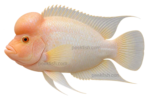 Amphilophus citrinellus完整左向侧面AI示意图