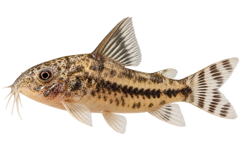 Hoplisoma diphyes 朝左透明侧面AI示意图