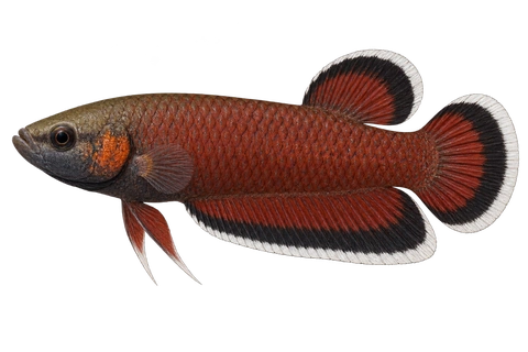 Betta albimarginata，自然色成熟雄鱼，AI 生成左向侧面示意图