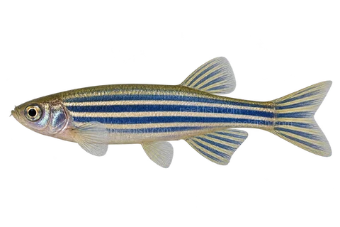 AI illustration of a left-facing adult male wild-color zebrafish with short fins and blue horizontal stripes extending onto the tail