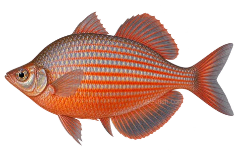 AI illustration of adult male Glossolepis dorityi, left side, adult male display coloration