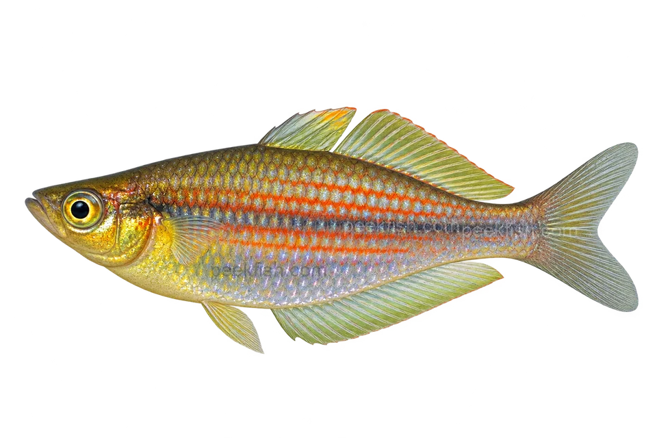 Melanotaenia ogilbyi Timika representative left-facing AI illustration, sex unspecified