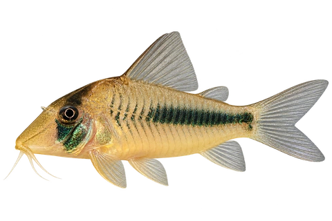 Corydoras amapaensis 朝左透明侧面AI示意图