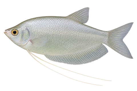 Trichopodus microlepis完整左向侧面AI示意图