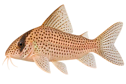 Hoplisoma kanei完整左向侧面AI示意图