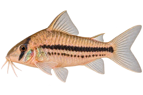 Hoplisoma axelrodi完整左向侧面AI示意图