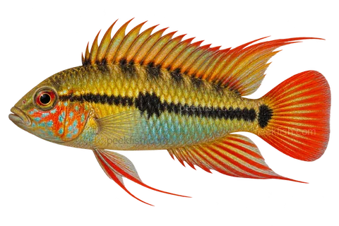 Apistogramma macmasteri完整左向侧面AI示意图