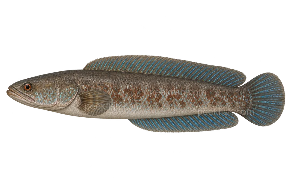 Blue rainbow snakehead — Natural adult, sex unspecified; no pelvic fins, blue fins, no orange-red tail patches; AI-generated illustration.