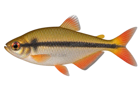 Hyphessobrycon cachimbensis成体雄鱼,AI侧面示意插画