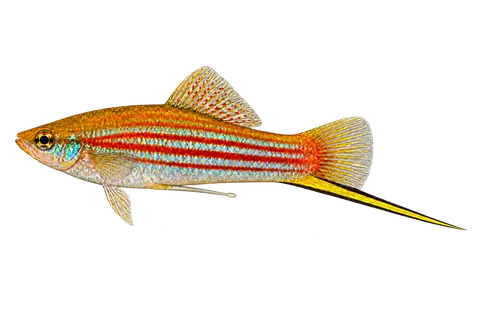 Xiphophorus alvarezi 成年雄鱼左向AI示意图,红纵纹、蓝绿鳞光和黑边黄绿剑尾。
