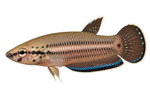 AI illustration of Betta simplex, complete left-facing side view