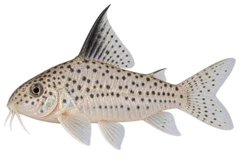 Hoplisoma armatum完整左向侧面AI示意图