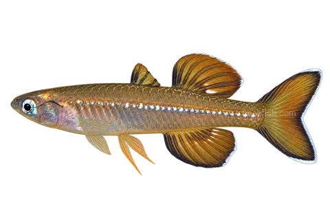 Pseudomugil tenellus, natural-form representative in left-facing lateral AI illustration; not a photograph.