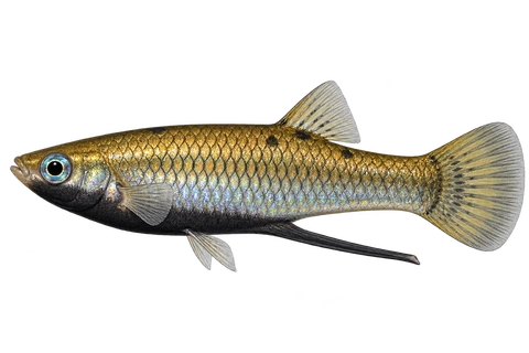 Girardinus metallicus，黑下颌型成年雄鱼；不是所有雄鱼的共同体色；AI侧身示意图