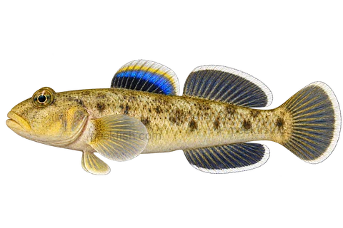 Desert goby adult male in left-facing side view; AI-generated illustration