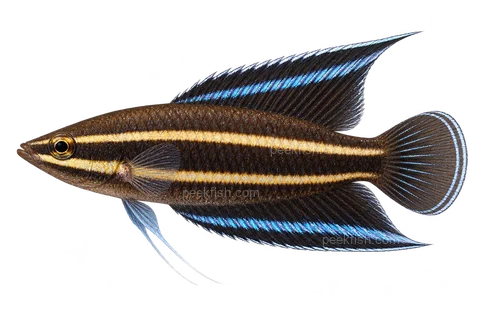 AI illustration of Parosphromenus gunawani, complete left-facing side view