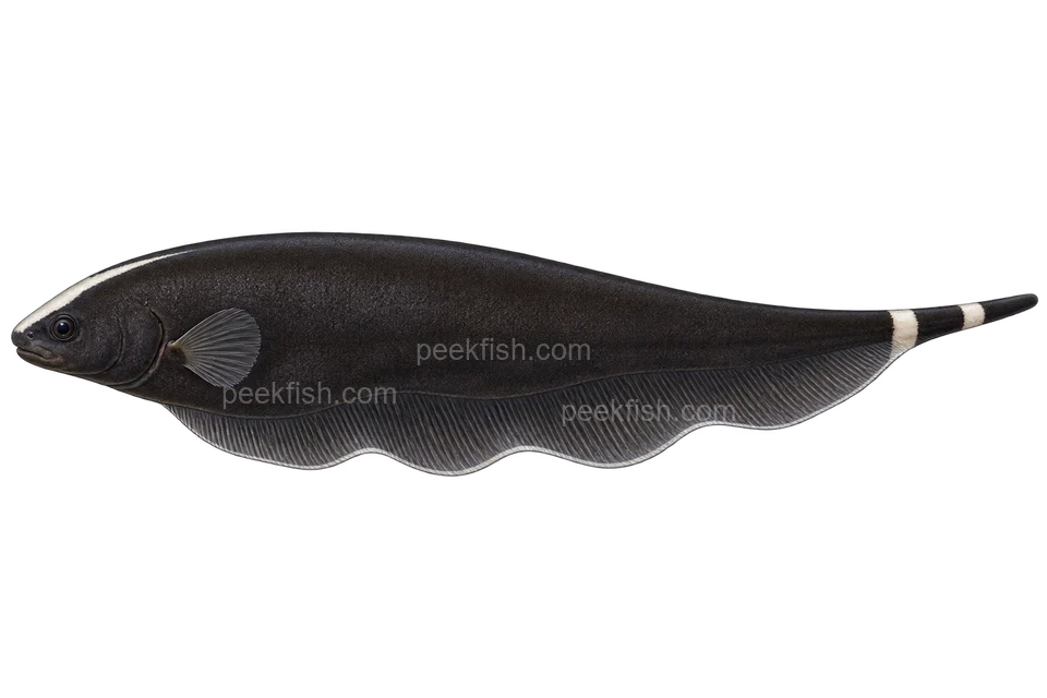Black ghost knifefish, left-facing adult natural-colour AI side-view illustration