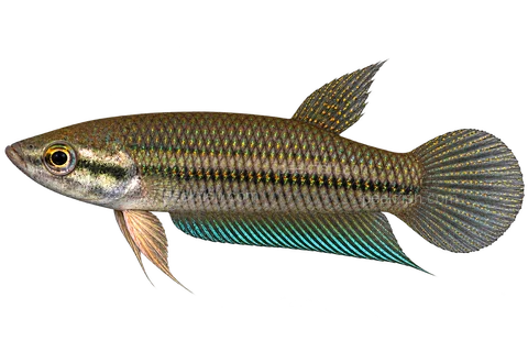 AI illustration of Betta pallida, complete left-facing side view