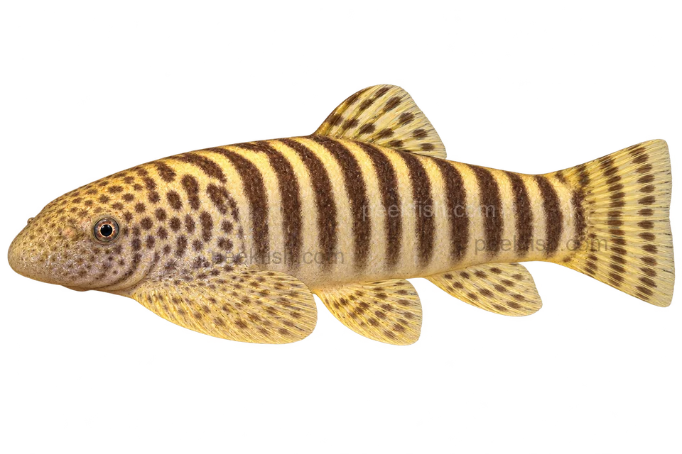 Pseudogastromyzon fasciatus 完整左向侧面AI示意图