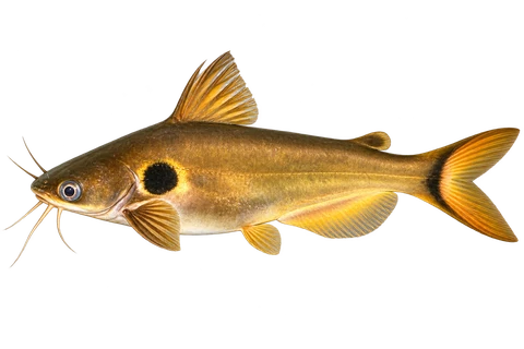 太阳鲶（Horabagrus brachysoma）自然型成体左向侧面AI示意图