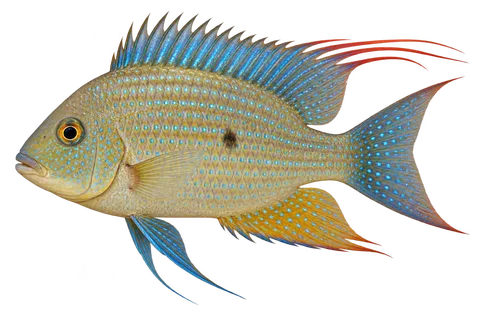 Acarichthys heckelii完整左向侧面AI示意图