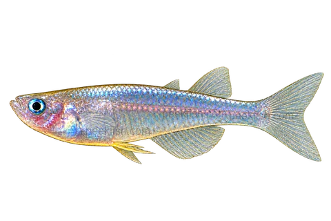 Full left-facing side-view AI illustration of Pseudomugil paludicola.