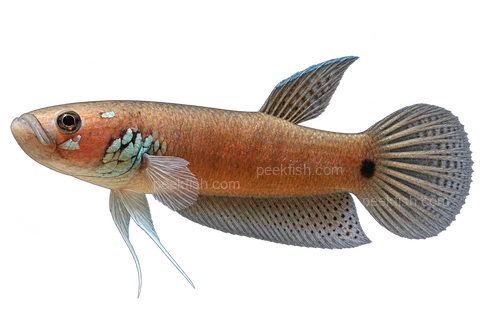 AI illustration of Betta ocellata, complete left-facing side view