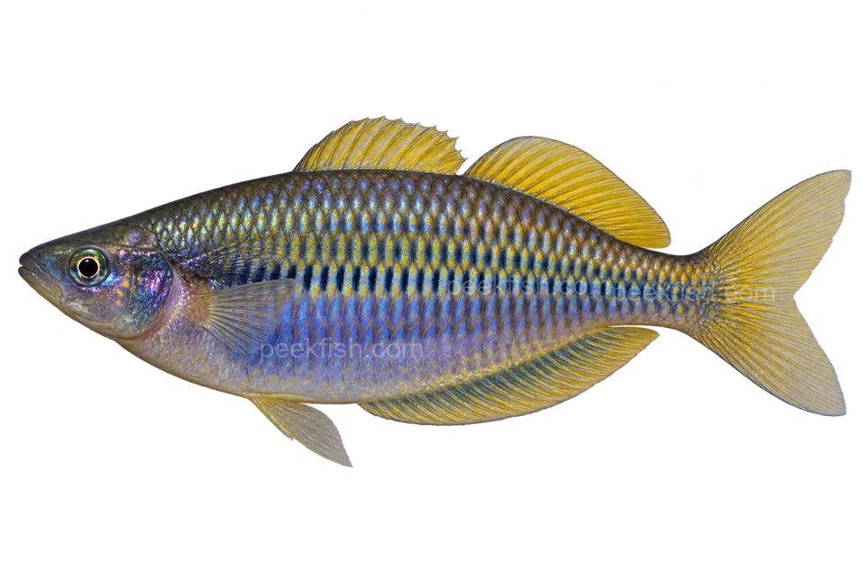 AI illustration of Melanotaenia fredericki, complete left-facing side view