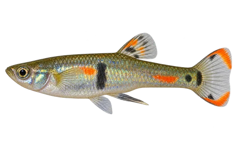 Poecilia wingei 自然型成年雄鱼侧面AI示意图，身体细长，金属绿橙色体侧有独立暗斑，普通透明尾鳍带彩色边缘；不认证具体产地。