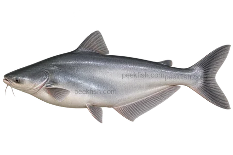 虹彩鲨鲶(Pangasianodon hypophthalmus)自然型成体左向侧面AI示意图