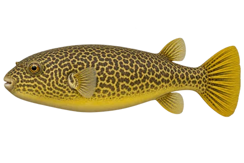 皇冠狗头(Tetraodon mbu)自然成体左向侧面AI示意图