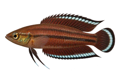 AI illustration of Parosphromenus nagyi, complete left-facing side view