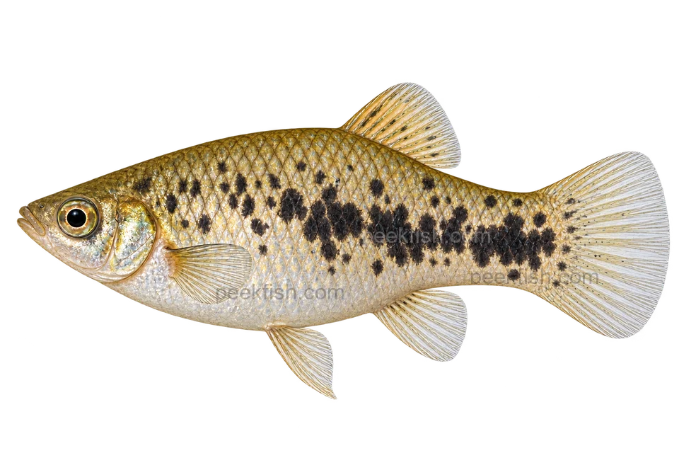 Xiphophorus meyeri 有斑自然表型左向AI示意图，银橄榄色体侧有相连深斑；雌性成体外观为视觉推断。