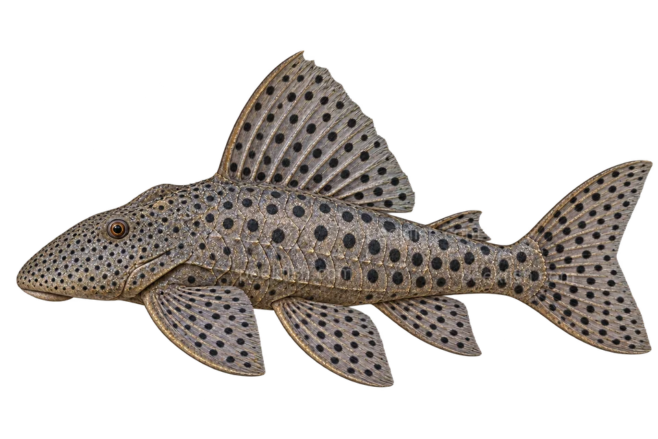 AI illustration of adult Leporacanthicus joselimai in left-facing side view; not a photograph.