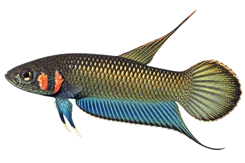 Betta strohi完整左向侧面AI示意图