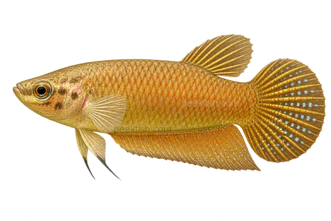 AI illustration of Betta edithae, complete left-facing side view