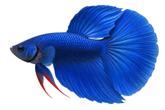 暹罗斗鱼 (Betta splendens) AI示意图
