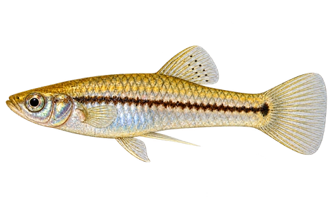 Xiphophorus continens 成年雄鱼左向AI示意图,银金体色、暗纵纹及普通尾形。
