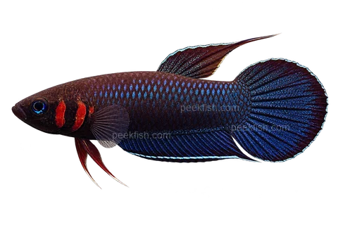 AI illustration of Betta foerschi, complete left-facing side view