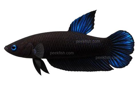AI illustration of Betta persephone, complete left-facing side view